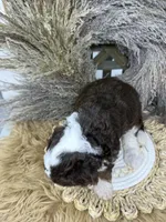 chocolate Tri , a female Bernedoodle for sale in Dyersville, IA – 5 of 6