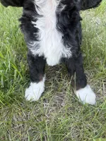 Milo-mini , a male Miniature Bernedoodle for sale in Dyersville, IA – 8 of 9