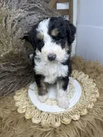 Tri girl medium 2 , a female Bernedoodle for sale in Dyersville, IA – 5 of 8