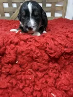F1 tricolor , a female Bernedoodle for sale in Dyersville, IA – 7 of 7