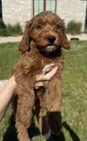 Dash- Mini , a male Miniature Goldendoodle for sale in Dyersville, IA – 5 of 8