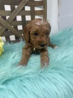 Max- Mini , a male Miniature Goldendoodle for sale in Dyersville, IA – 6 of 10