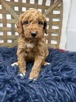 Red mini , a female Miniature Goldendoodle for sale in Dyersville, IA – 5 of 6