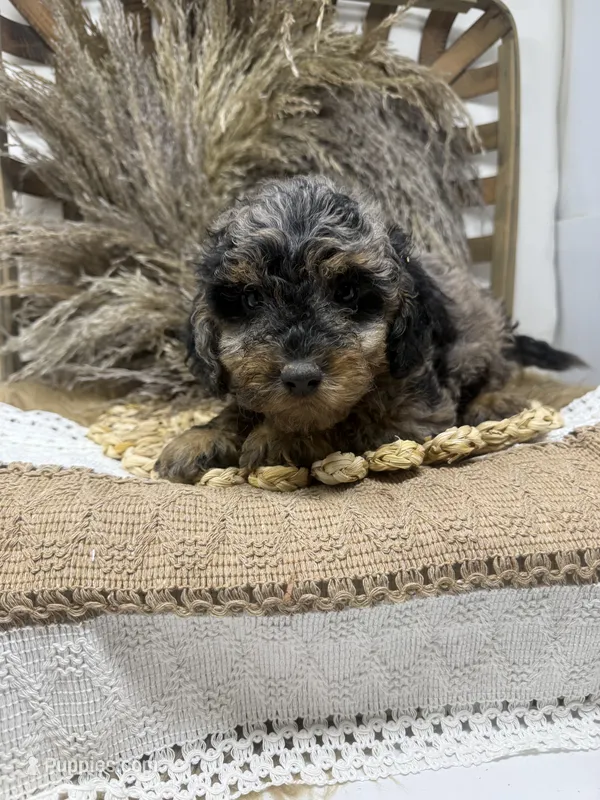 Petite Merle  – Miniature Bernedoodle puppy for sale in Dyersville, IA