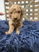 Mini boy , a male Miniature Goldendoodle for sale in Dyersville, IA – 6 of 7
