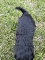 Milo-mini , a male Miniature Bernedoodle for sale in Dyersville, IA – 3 of 9
