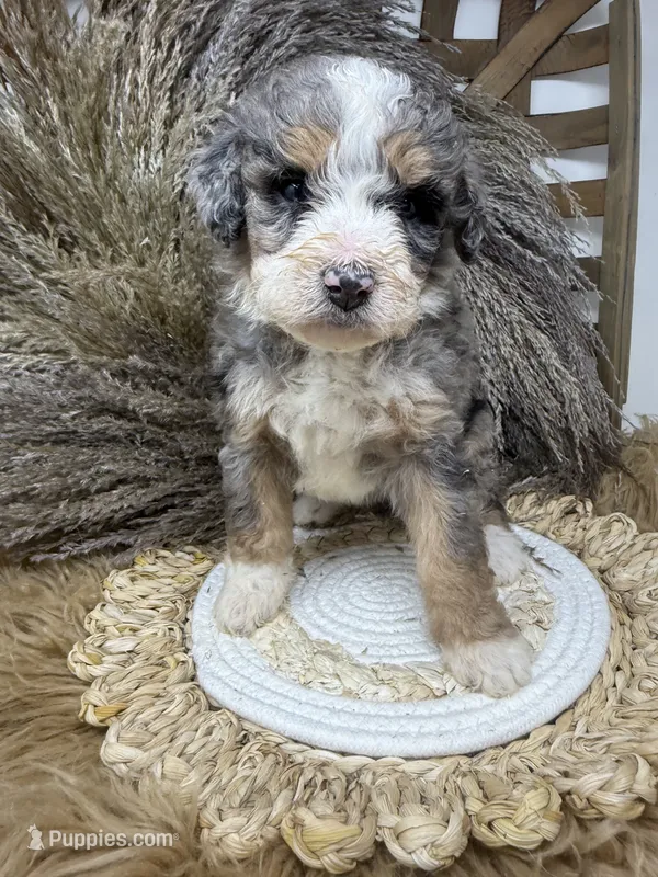 Merle medium  – Bernedoodle puppy for sale in Dyersville, IA
