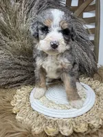 Merle medium , a female Bernedoodle for sale in Dyersville, IA – 1 of 6