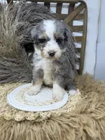 Merle boy medium , a male Bernedoodle for sale in Dyersville, IA – 2 of 6