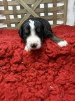 F1 tri boy , a male Bernedoodle for sale in Dyersville, IA – 5 of 6
