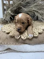 Mini Tuxedo , a male Miniature Goldendoodle for sale in Dyersville, IA – 6 of 7