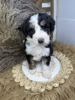 Tri girl medium 2 , a female Bernedoodle for sale in Dyersville, IA – 6 of 8