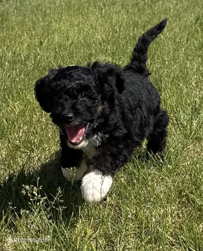 Milo-mini  – Miniature Bernedoodle puppy for sale in Dyersville, IA