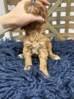 Mini , a female Miniature Goldendoodle for sale in Dyersville, IA – 6 of 7