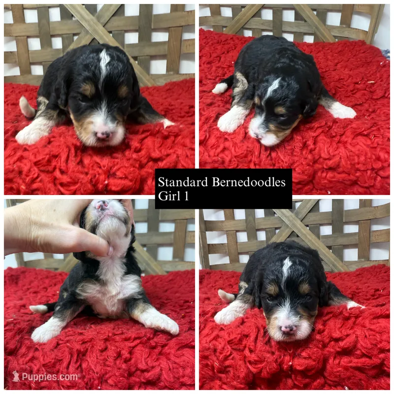 F1 girl  – Bernedoodle puppy for sale in Dyersville, IA