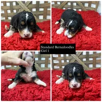 F1 girl , a female Bernedoodle for sale in Dyersville, IA – 1 of 5