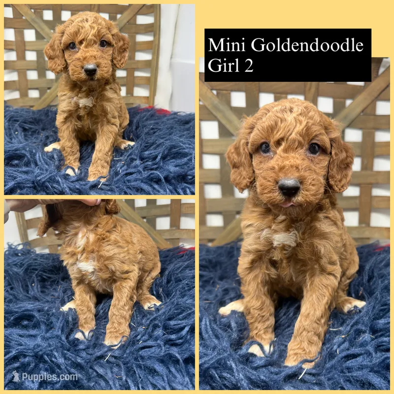 Red mini  – Miniature Goldendoodle puppy for sale in Dyersville, IA