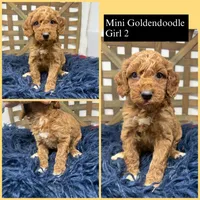 Red mini , a female Miniature Goldendoodle for sale in Dyersville, IA – 1 of 6