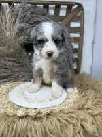 Merle boy medium , a male Bernedoodle for sale in Dyersville, IA – 5 of 6