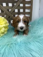 Tuxedo- Mini, a male Miniature Goldendoodle for sale in Dyersville, IA – 7 of 10