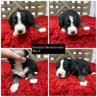 F1 tri boy , a male Bernedoodle for sale in Dyersville, IA – 2 of 6