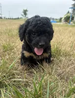 Sassy-mini , a female Miniature Bernedoodle for sale in Dyersville, IA – 2 of 7