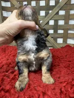 Merle boy , a male Miniature Bernedoodle for sale in Dyersville, IA – 2 of 5