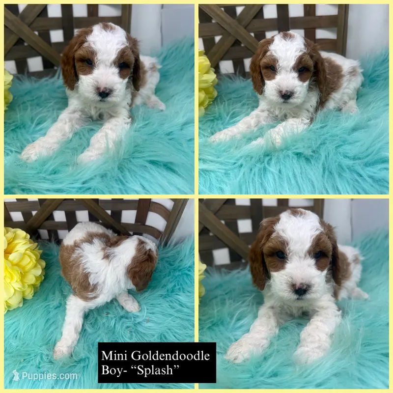 Parti-Mini  – Miniature Goldendoodle puppy for sale in Dyersville, IA