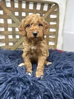 Red mini , a female Miniature Goldendoodle for sale in Dyersville, IA – 2 of 6