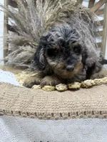 Petite Merle , a male Miniature Bernedoodle for sale in Dyersville, IA – 6 of 6