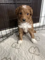 Tucker-Mini , a male Miniature Goldendoodle for sale in Dyersville, IA – Photo 5 of 8