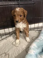 Tucker-Mini , a male Miniature Goldendoodle for sale in Dyersville, IA – Photo 2 of 8