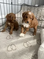 Tucker-Mini , a male Miniature Goldendoodle for sale in Dyersville, IA – Photo 8 of 8