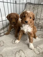 Tucker-Mini , a male Miniature Goldendoodle for sale in Dyersville, IA – Photo 4 of 8