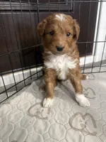Tucker-Mini , a male Miniature Goldendoodle for sale in Dyersville, IA – Photo 6 of 8