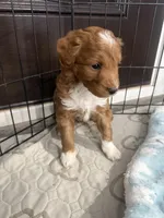 Tucker-Mini , a male Miniature Goldendoodle for sale in Dyersville, IA – Photo 3 of 8