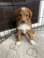 Tucker-Mini , a male Miniature Goldendoodle for sale in Dyersville, IA – Photo 1 of 8