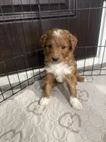 Tucker-Mini , a male Miniature Goldendoodle for sale in Dyersville, IA – Photo 7 of 8