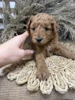 Mini , a female Miniature Goldendoodle for sale in Dyersville, IA – 5 of 7