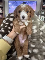 Bambi-mini , a female Miniature Goldendoodle for sale in Dyersville, IA – 2 of 8