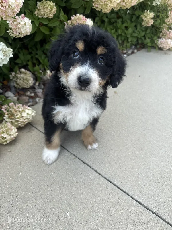 Tri girl medium  – Bernedoodle puppy for sale in Dyersville, IA