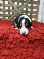 F1 Tri’s , a male Bernedoodle for sale in Dyersville, IA – 2 of 6