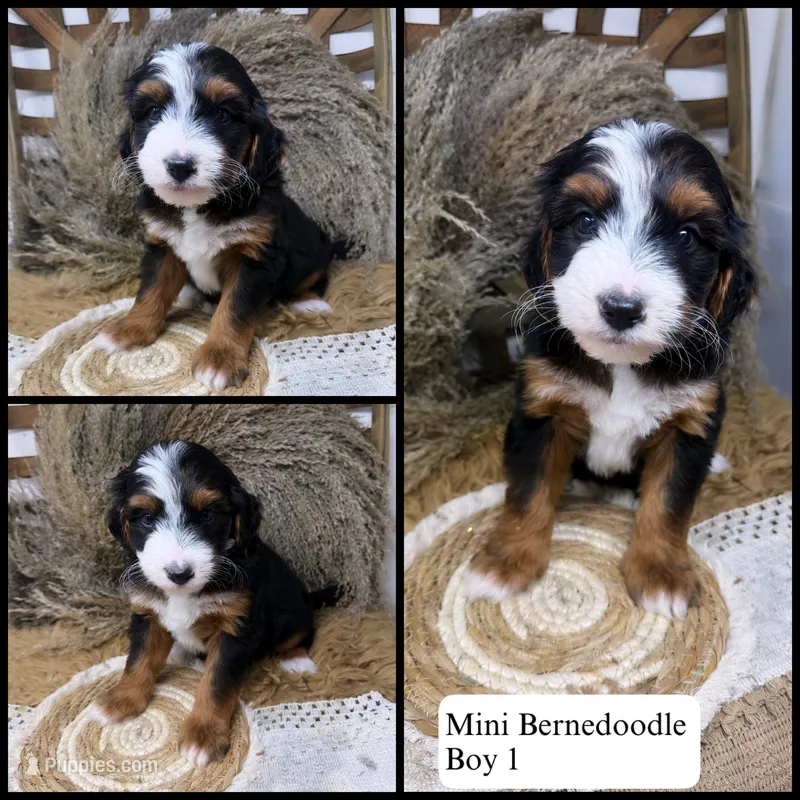 Mini Tri  – Miniature Bernedoodle puppy for sale in Dyersville, IA