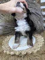 Tri girl medium , a female Bernedoodle for sale in Dyersville, IA – 5 of 6