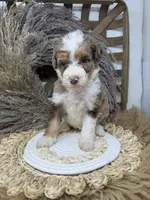 Merle chocolate girl , a female Bernedoodle for sale in Dyersville, IA – 5 of 9