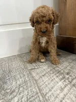 Summer-mini , a female Miniature Goldendoodle for sale in Dyersville, IA – 4 of 4