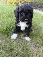 Milo-mini , a male Miniature Bernedoodle for sale in Dyersville, IA – 7 of 9