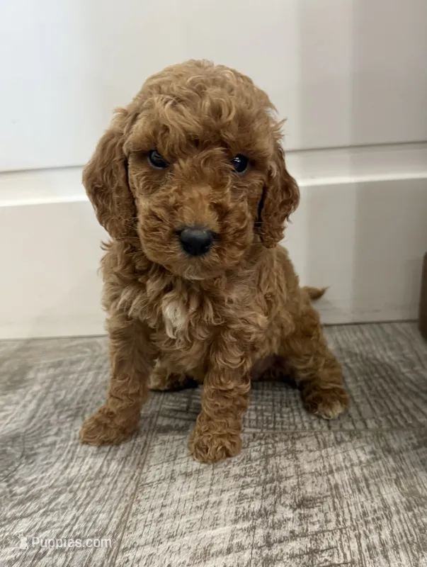 May-mini – Miniature Goldendoodle puppy for sale in Dyersville, IA
