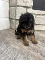 Holly, a female Miniature Bernedoodle for sale in Dyersville, IA – 6 of 6