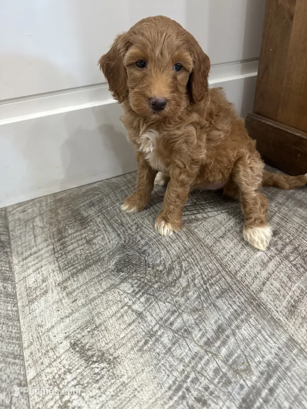 Maggie  – Miniature Goldendoodle puppy for sale in Dyersville, IA
